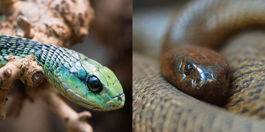 Selain Tangkalaluk Penunggu Hutan Kalimantan, Ini Ular Paling Mengerikan di Dunia