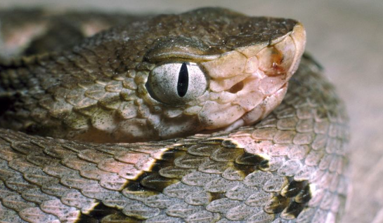 selain tangkalaluk penunggu hutan kalimantan ini ular paling mengerikan di dunia