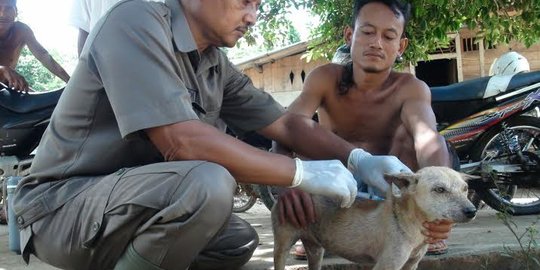 Kasus Rabies di TTS Bertambah jadi 46 Orang