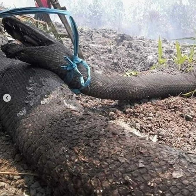 ular raksasa terbakar di hutan kalimantan