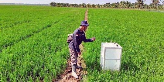 Tekan Emisi Gas Rumah Kaca, 30 Hektare Lahan Pertanian di Sumsel Jadi Demplot CSA
