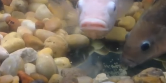 Bikin Melongo, Ternyata Begini Cara Ikan Nila Kawin yang Baru Diketahui