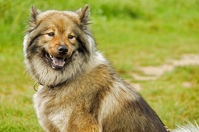 ilustrasi anjing chow chow