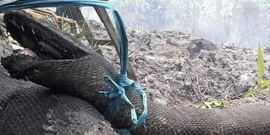 Heboh Penampakan Ular Tangkalaluk Mirip Anaconda, Benarkah Cuma Ada di Kalimantan?
