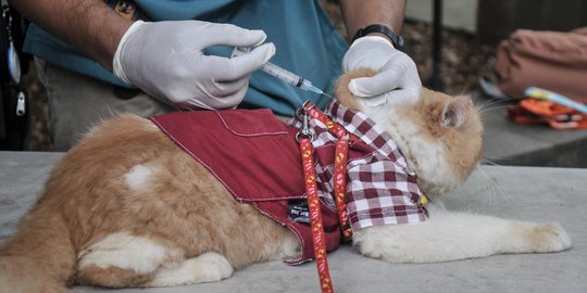 Penjelasan Kemenkes Penyebab Kasus Rabies Meningkat di NTT