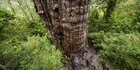 Deretan Pohon Tua Berusia Ribuan Tahun yang Berhasil Diidentifikasi Ilmuwan