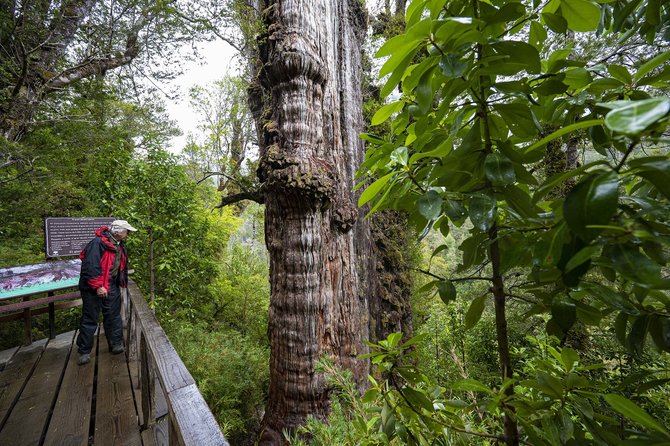 pohon tertua di dunia