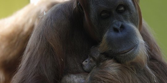Miris, Orangutan Sumatra Ditemukan dengan Jari Kaki Putus Terkena Jerat