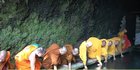Jalani Ritual Sakral, Begini Momen Para Biksu Mengambil Air Suci di Umbul Jumprit
