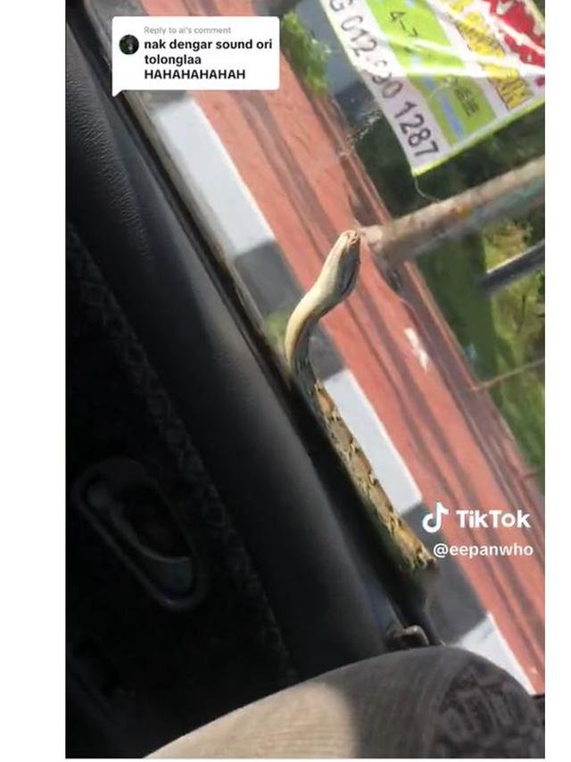 temukan ular merayap saat mobil sedang melaju penumpang ini langsung teriak histeris