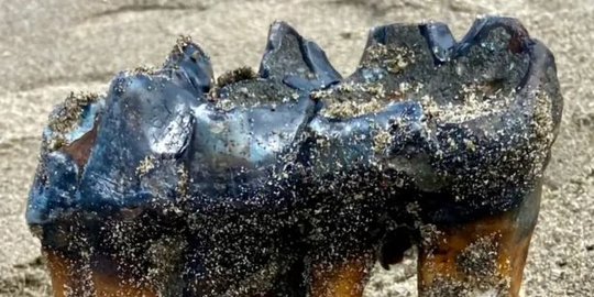 Jalan-Jalan di Pantai, Wanita Ini Temukan Gigi Mastodon Purba Sepanjang Kaki Manusia