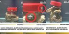 Viral Video Gurita Buka Tutup Toples dari Dalam, Berikut Fakta Terkait Hewan Ini