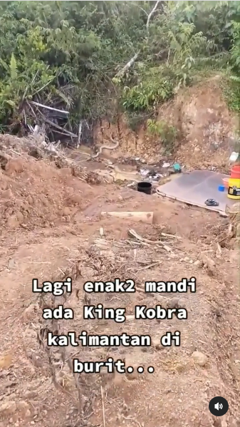 penampakan ular king kobra raksasa kalimantan