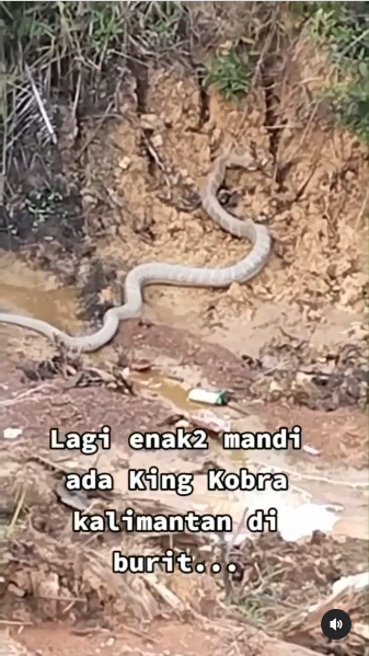 penampakan ular king kobra raksasa kalimantan