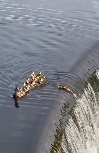 dramatis rombongan bebek di tepi 039air terjun039 endingnya bikin haru