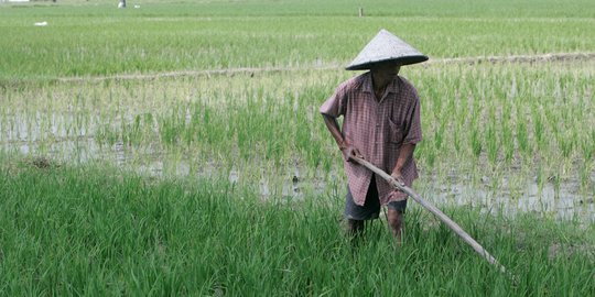 Akibat El-Nino, Produksi Padi Terancam Anjlok Hingga 5 Juta Ton