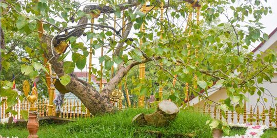 Pohon Tertua yang Pernah Ditanam Manusia Berusia 2.000 Tahun, Ini Lokasinya