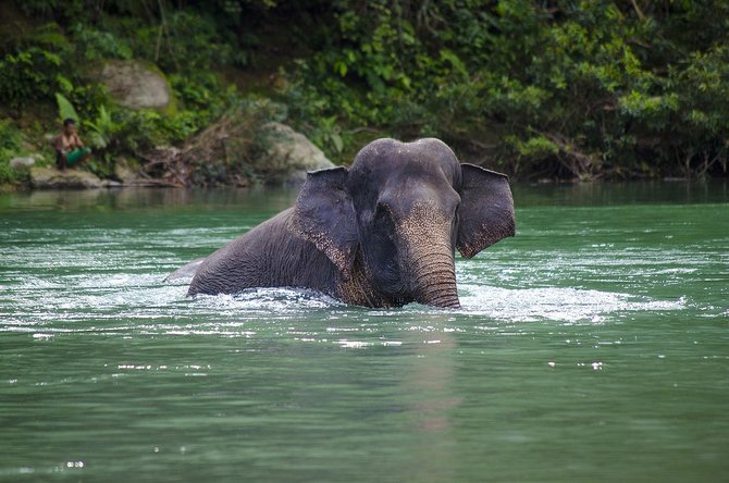 gajah sumatra