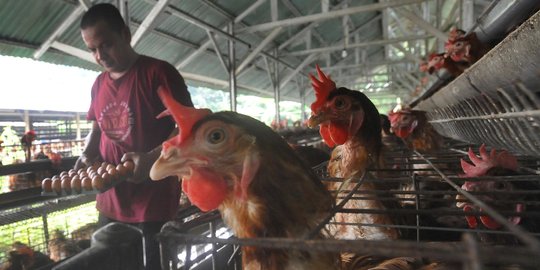 Mahalnya Biaya Pakan Picu Kenaikan Harga Telur Ayam