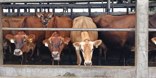 Puluhan Sapi di Depok Terkena Virus Lato-Lato, Pedagang Mengaku Belum Tahu