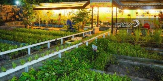 Potret Pekarangan Pangan Lestari Kota Madiun, Warga Bisa Panen Sayur dan Ikan Gratis