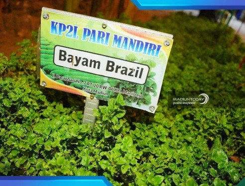 pekarangan pangan lestari di kota madiun