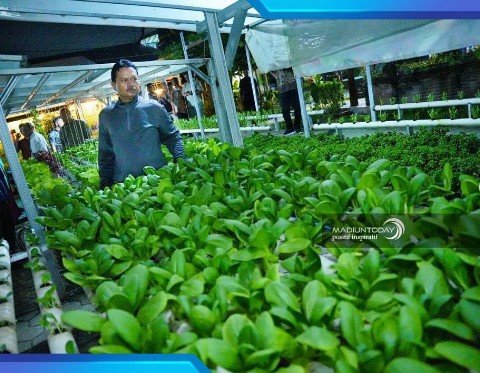 pekarangan pangan lestari di kota madiun