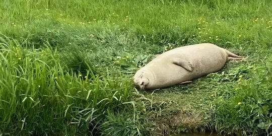 Foto Anjing Laut Berbaring Santai Sambil Tersenyum Menggemaskan Bikin Netizen Bahagia