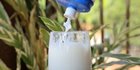 Beda Susu Steril, Pasteurisasi, dan UHT; Mana yang Paling Bagus?