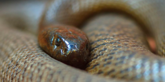 Usai Heboh Tangkalaluk di Kalimantan, Ini Fakta Berbagai Mitos Ular di Dunia