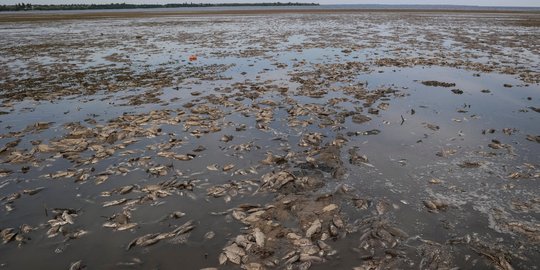 Penampakan Ikan-Ikan Mati di Dasar Waduk Kakhovka Terkuras Habis usai Serangan Rusia