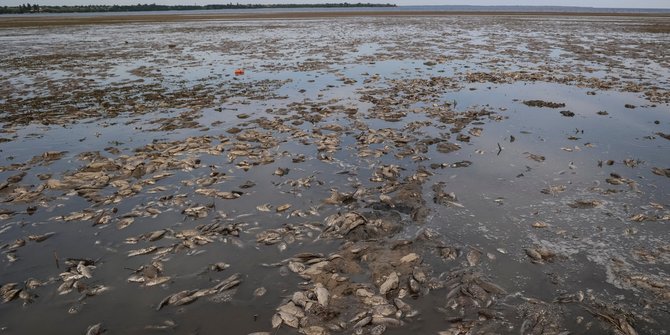 Penampakan Ikan-Ikan Mati di Dasar Waduk Kakhovka Terkuras Habis usai Serangan Rusia