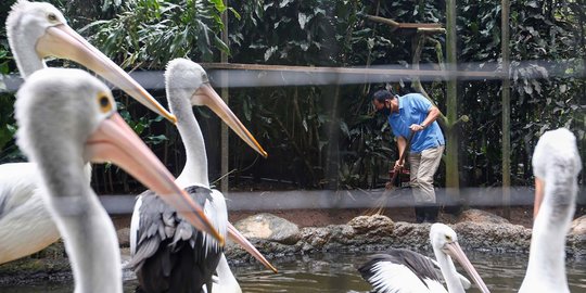 Polemik Kepemilikan Kebun Binatang Bandung, Pemkot akan Segel dan Ambil Alih