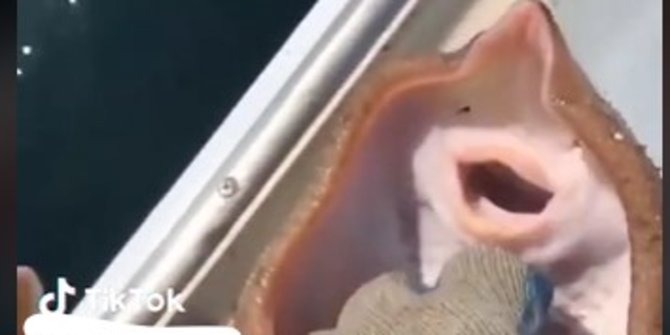 Fakta Menyedihkan di Balik Viral Video Ikan Pari 'Tertawa' Saat Digelitik