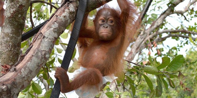 Lanjutkan Program Rehabilitasi, Empat Ekor Orangutan Dipindahkan ke SRO Jantho Aceh