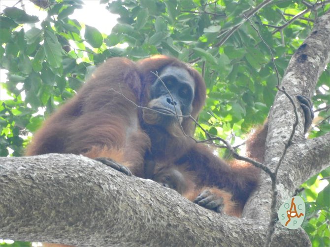 bayi orangutan lahir di pusat reintroduksi