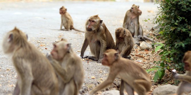 Heboh Gerombolan Monyet Liar 'Serbu' Kompleks Elite Cimanggis, Ini Cerita Lengkapnya