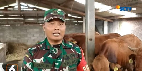 Jadi Inspirasi, Anggota TNI di Semarang Ini Punya Sampingan Jadi Peternak Sapi Sukses