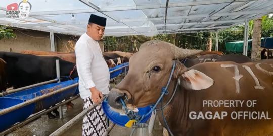 Sepi Job, Aziz Gagap Buka Lapak Jualan Sapi & Kambing untuk Kurban