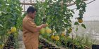 Hobi Jadi Cuan, Bisnis Manis Melon Golden Untung Belasan Juta Rupiah