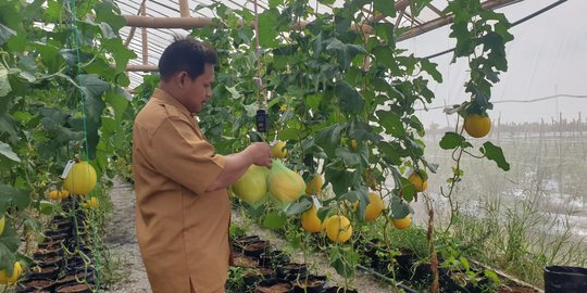 Hobi Jadi Cuan, Bisnis Manis Melon Golden Untung Belasan Juta Rupiah