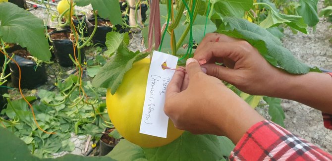 buidaya melon golden di greenhouse