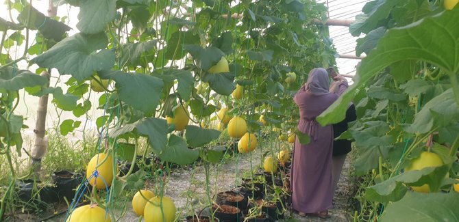 buidaya melon golden di greenhouse