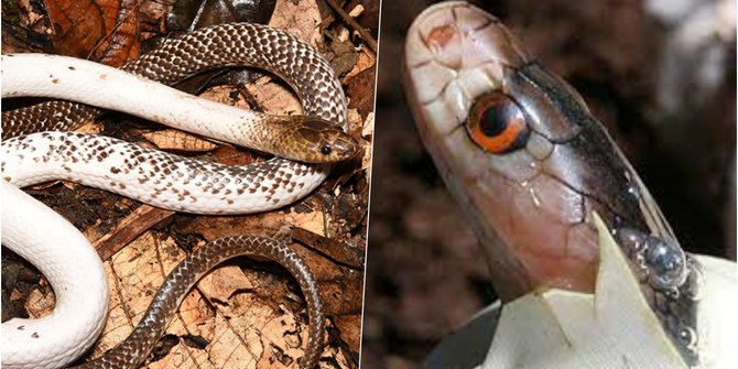 Ular Salah Satu Reptil Ditakuti, Apakah Dagingnya juga Berbahaya? Cek Faktanya