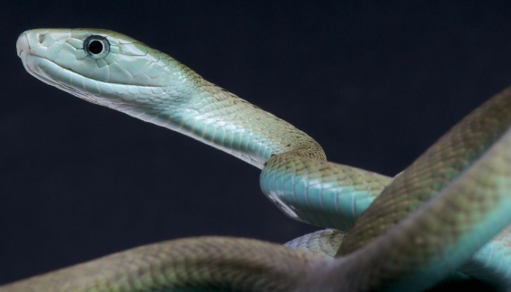 selain tangkalaluk penunggu hutan kalimantan ini ular paling mengerikan di dunia