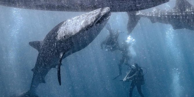 6 Potret Keseruan Naysilla Mirdad Diving di Gorontalo, Bertemu Whale Shark