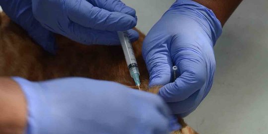 Rabies Merebak di Kalbar Usai NTT, 10 Warga Meninggal Dunia