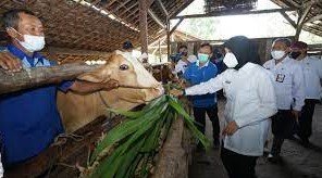 banyuwangi gudangnya ternak