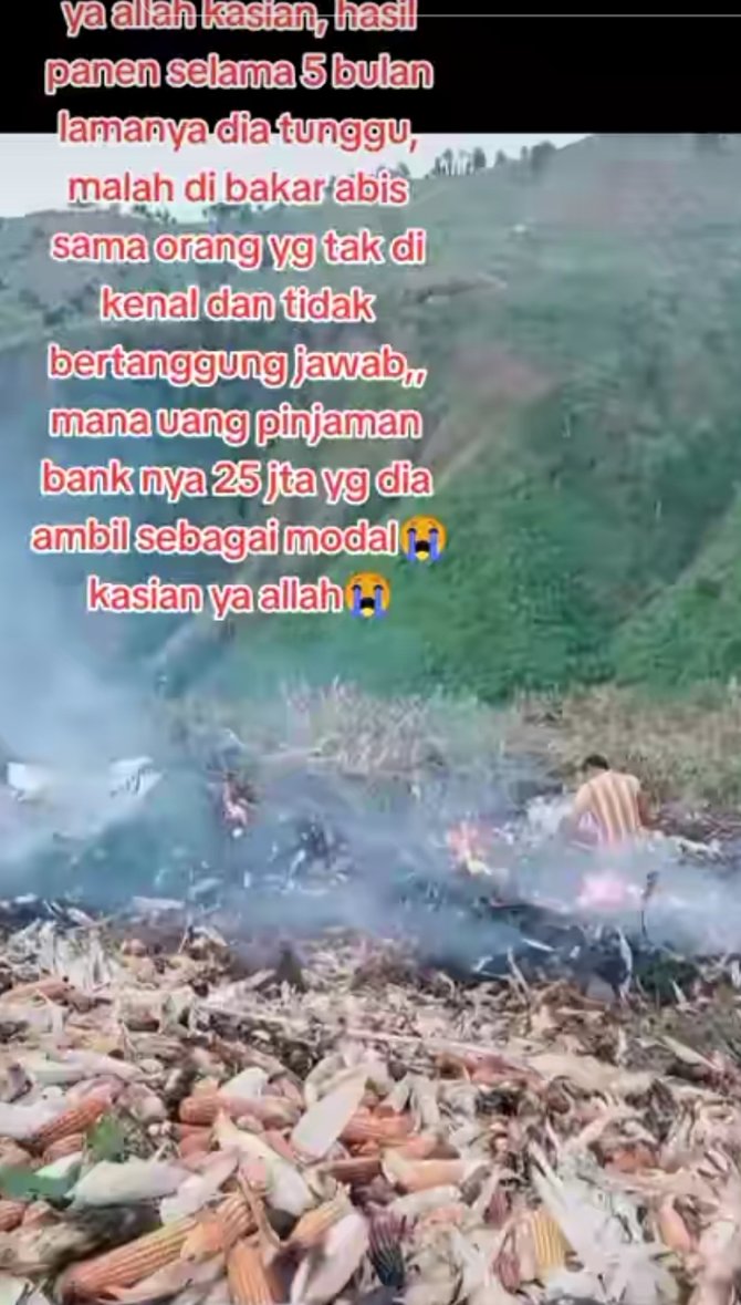 nasib kakek yang viral karena ladang jagungnya dibakar orang kini dapat donasi