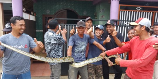 Tempat Main Anak di Depok Jadi Tempat Persembunyian Ular Sanca 3 Meter